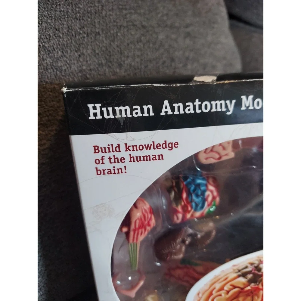 Learning Resources Human Anatomy Brain Model 31 Pieces NIB Homeschooling Nursing